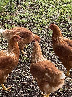 Hens I bought there a few months ago. Rhode Island Reds.