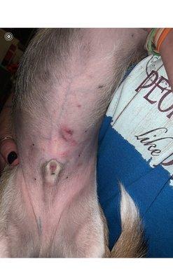 bark and paws Pet Grooming