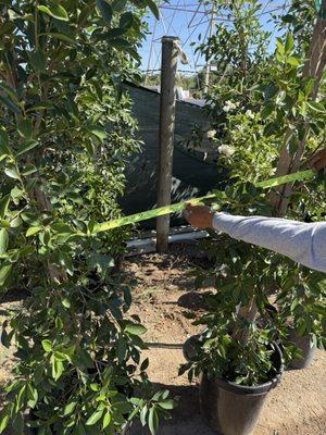 Four Seasons Wholesale Nursery