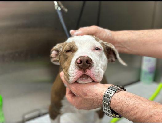 PET GROOMING MI MUNDO