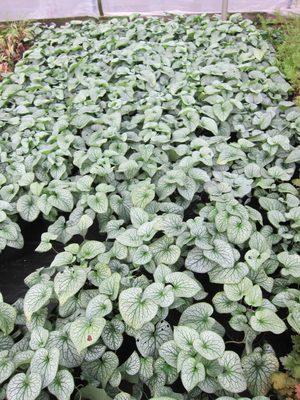 Twin Orchards Nursery