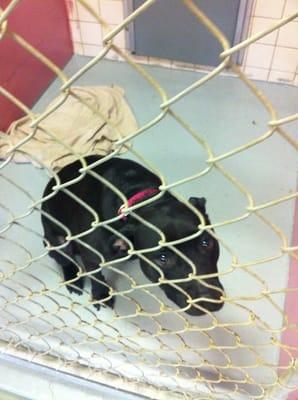 Lords Hill Kennel