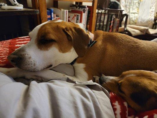 St Francis Animal Hospital