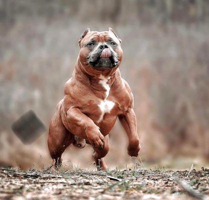 Champion Raditz off of our breeding with Dual Champion Ghost & Dual Champion taraji!!!