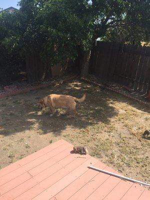 This is what they did.... "supposedly" pulled my weeds...