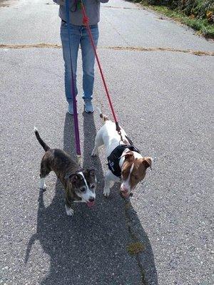 South County Dog Walker