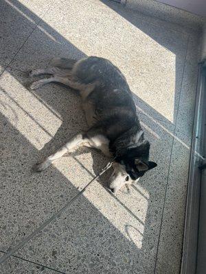 My dog in the waiting area very weak.