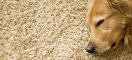 Gemini 24hr Carpet Cleaning & Upholstery