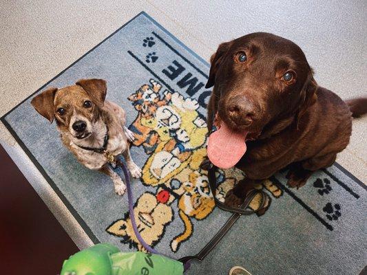 Two happy doggos at checkout!