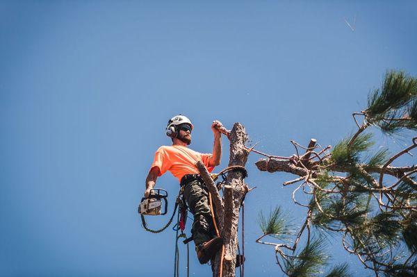 Rigging the top out of a pine. The tree was a few feet from a very nice home. About 70ft right there.