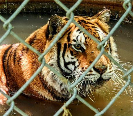 Exotic Feline Rescue Center