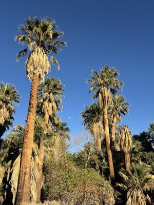 Trees on the property.
