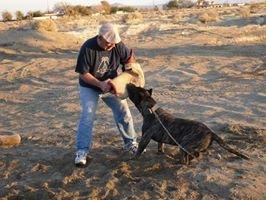 Always Alert Dog Training