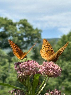 Fassett Farm Nursery