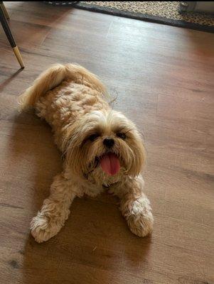 Eye Center For Animals