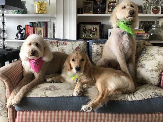 Healthy Pet Grooming