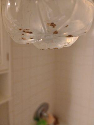 1 yr old granddaughter took bath, played with her tub toys. Mom gets water out of toys, what she thinks is dirt is roach parts