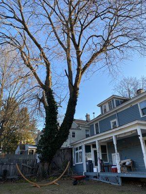 Grand Arbor Tree Service