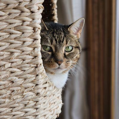 Prancing Poodle Pet Care Services