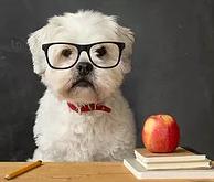 Training and Behavior Modification