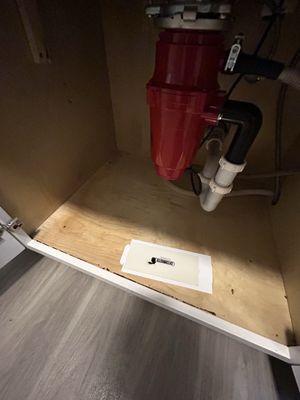 Dead a live cockroaches