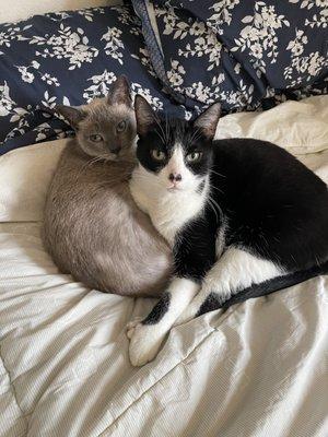 Affordable Pet Sitting