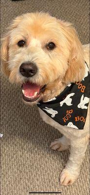 Our happy dog, Mike , with his new bandana!