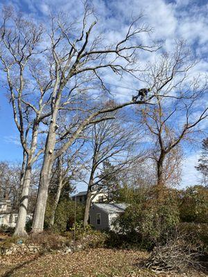 Inaccessible areas are a custom fit for our tree climbers