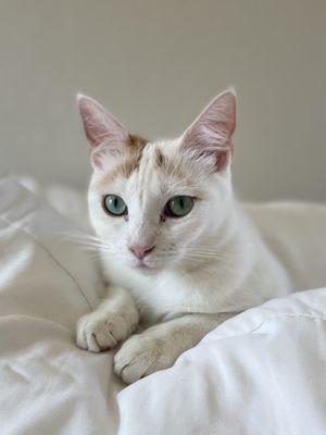 Almost Home Adoptions For Rescued Cats
