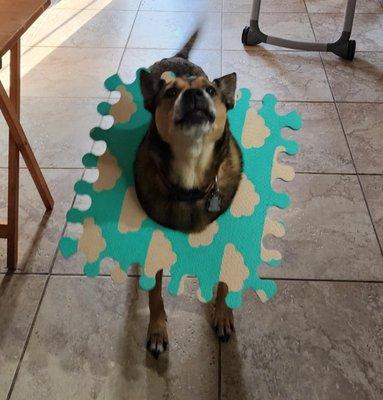 Daniela's Pet Sitting Services