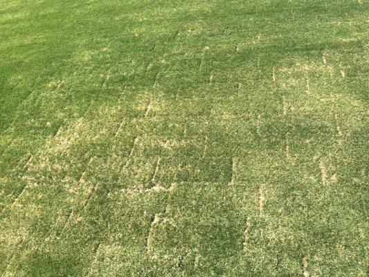 Lennar Minnetonka Villa Home sod. Our irrigation system doesn't work and we have begged for nearly a month!