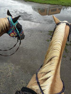 Cotton Top Horse Rentals