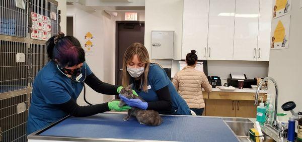 Veterinary Care Group - Greenpoint
