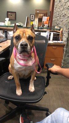 Truckee Meadows Veterinary Hospital