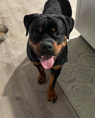 Guardian Rottweilers