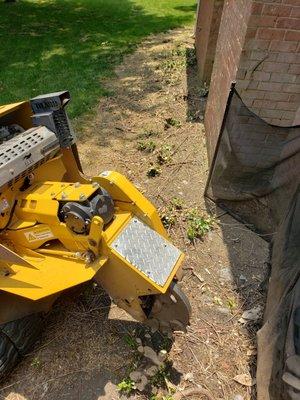 Shrubs along house ground out. As close as 3 inches from wall/structures.