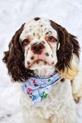 Meyer's Canine Colony