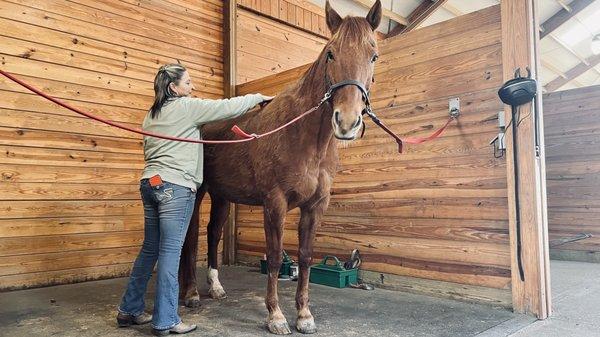 AmberCare helping relive this gelding's pain from a fall.