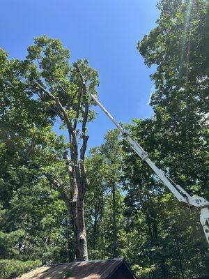 Hazardous tree removal, safe, efficient!