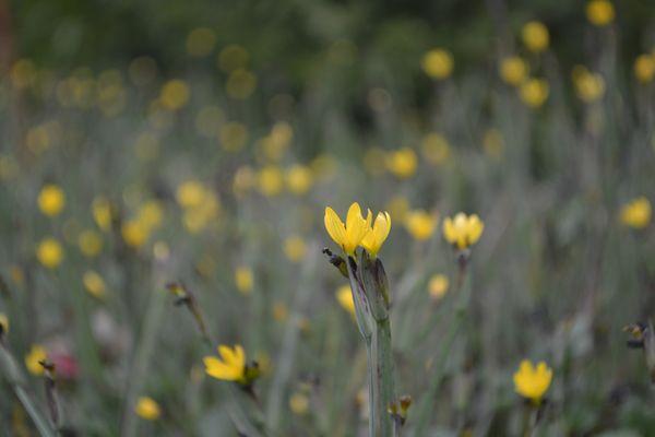 Balance Restoration Nursery