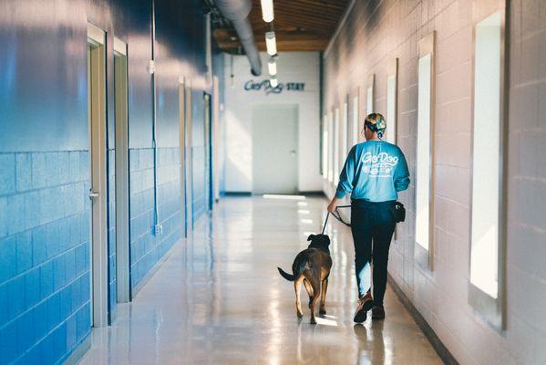 Go Dog - West Nashville