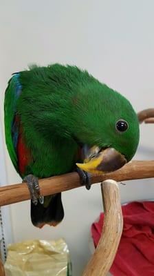"I'm a sweet, friendly (and handsome) boy and I'm looking for my forever home." --Baby Eclectus