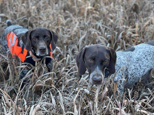 Dusty W Wing Shooting Preserve