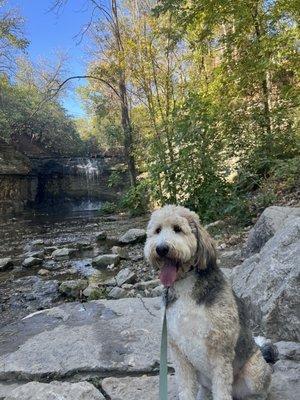 Tranquil Pax Dog Training