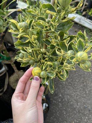 Tropical Edibles Nursery