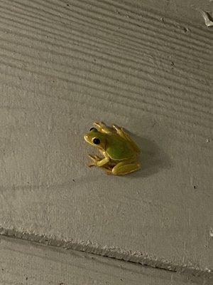 Frog