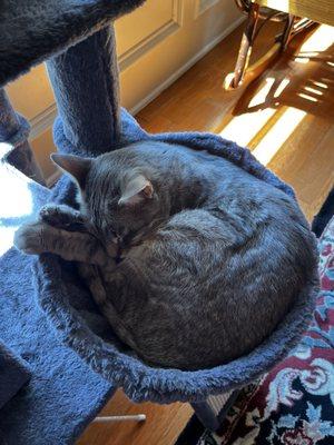 The Cat Clinic Of Northwest Arkansas