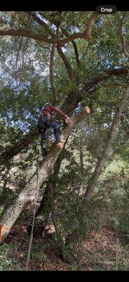 OG Landscaping & Tree Trimming
