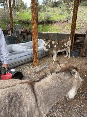 Colorado River Runs, Inc