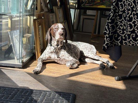 Comet, sunbathing at the shop